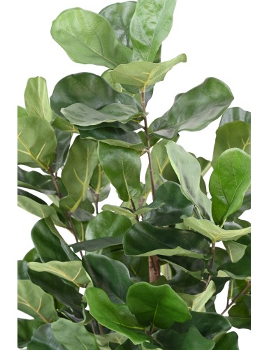 LYRATA ROYAL BUSH