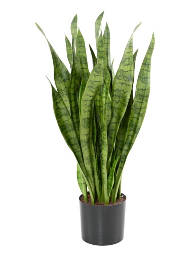 SANSEVIERIA LARGE