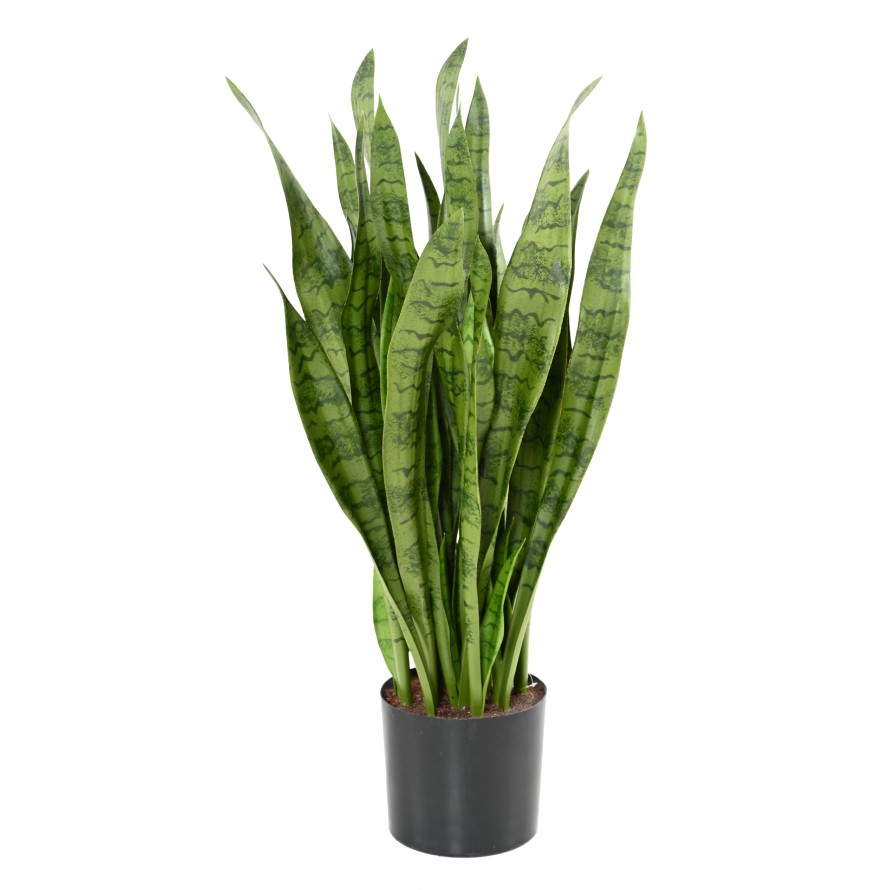 SANSEVIERIA LARGE