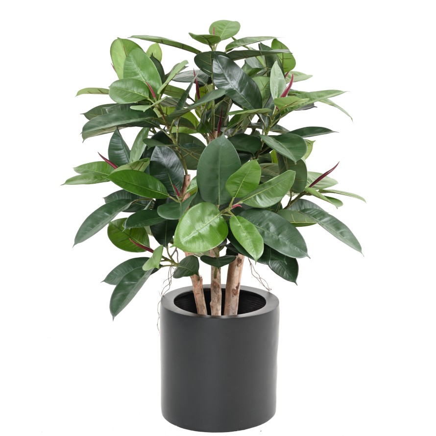 FICUS ELASTICA BUISSON (Rubber plant multitree)