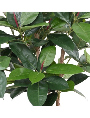 FICUS ELASTICA BUISSON (Rubber plant multitree)