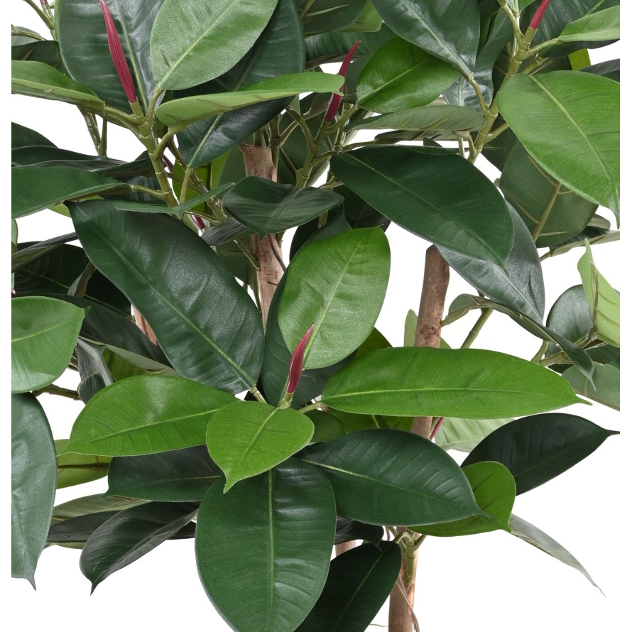 FICUS ELASTICA BUISSON (Rubber plant multitree)