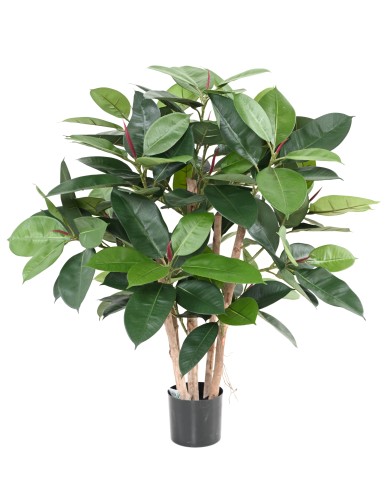 FICUS ELASTICA BUISSON...