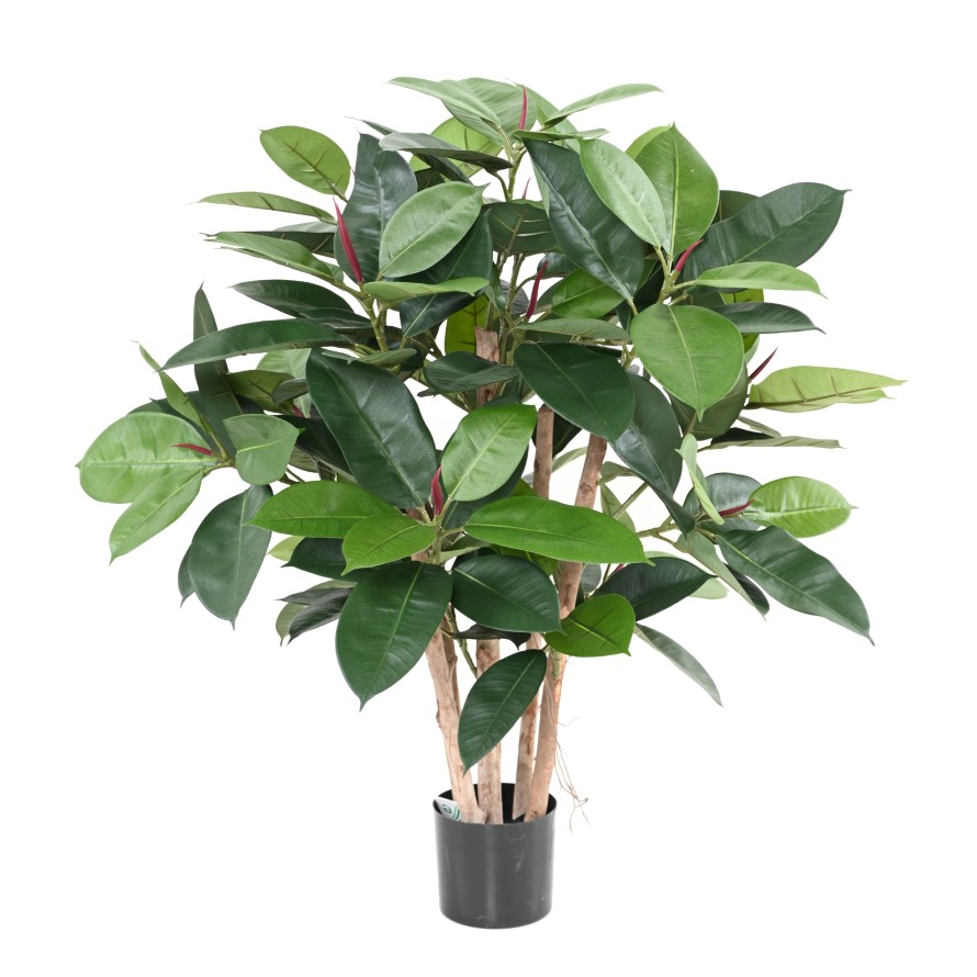 FICUS ELASTICA BUISSON (Rubber plant multitree)