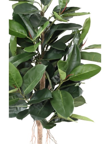 FICUS ELASTICA (Rubber plant tree)