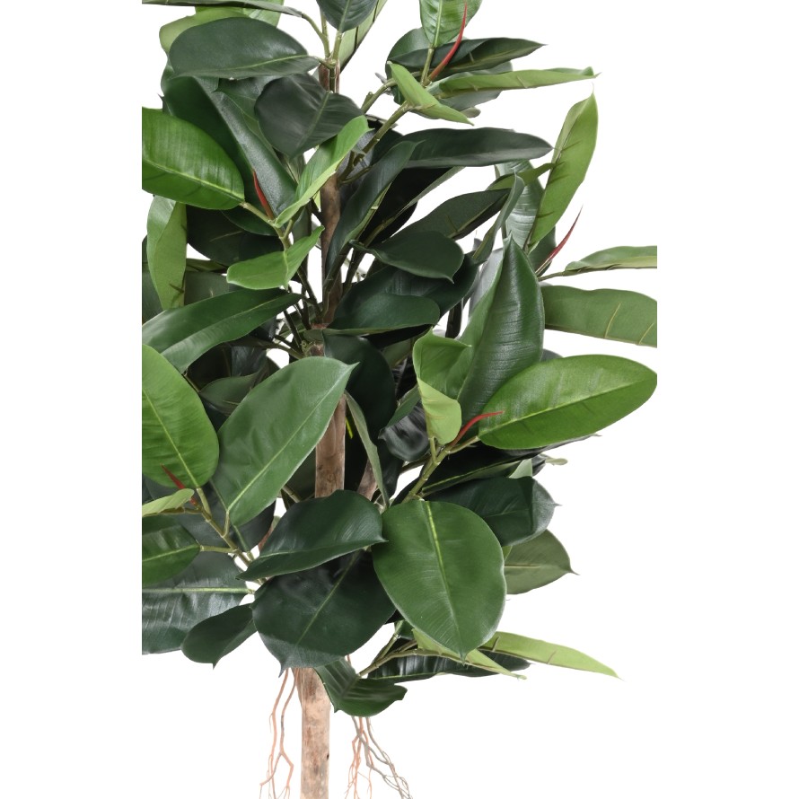 FICUS ELASTICA (Rubber plant tree)