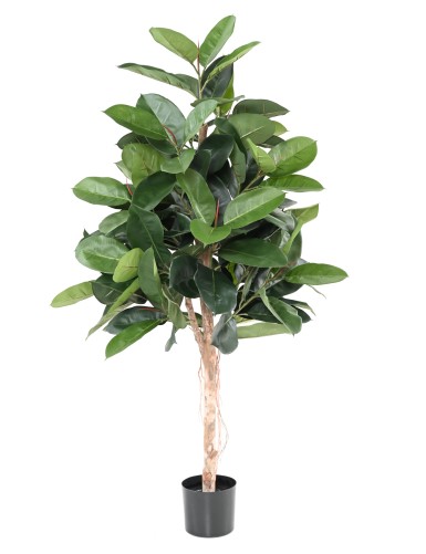 FICUS ELASTICA (Rubber...