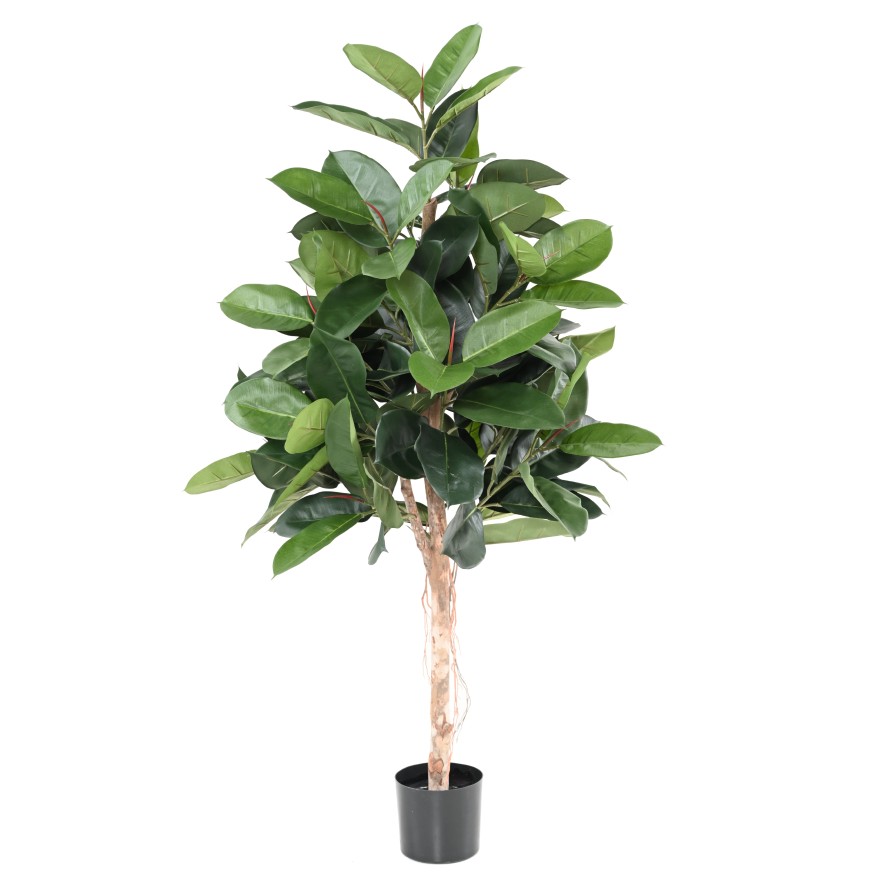 FICUS ELASTICA (Rubber plant tree)