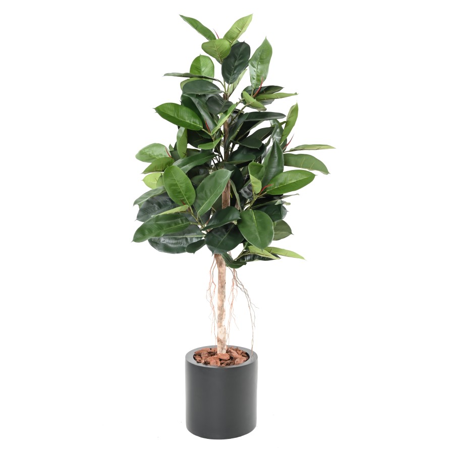 FICUS ELASTICA (Rubber plant tree)