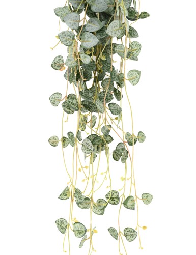 CEROPEGIA (chaine des coeurs)