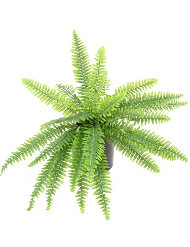 BOSTON FERN