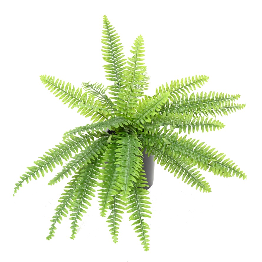 BOSTON FERN