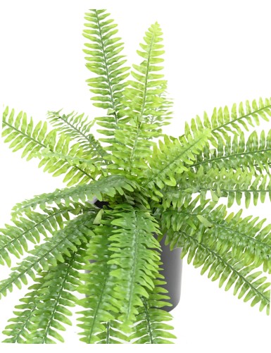 BOSTON FERN