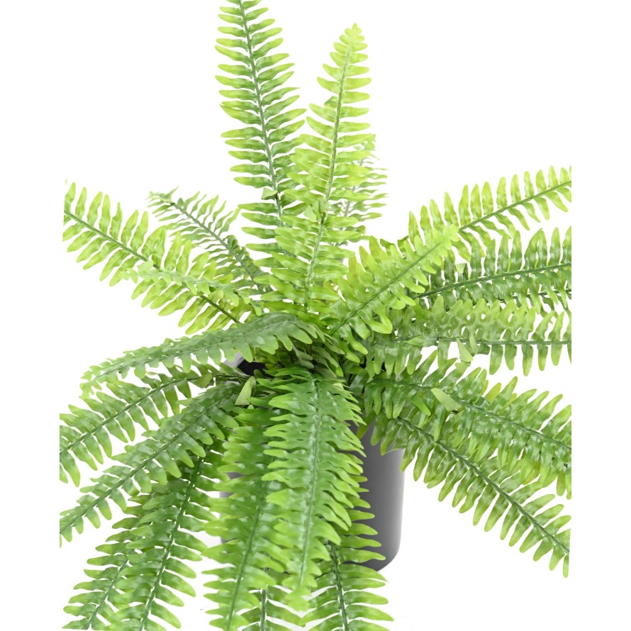 BOSTON FERN