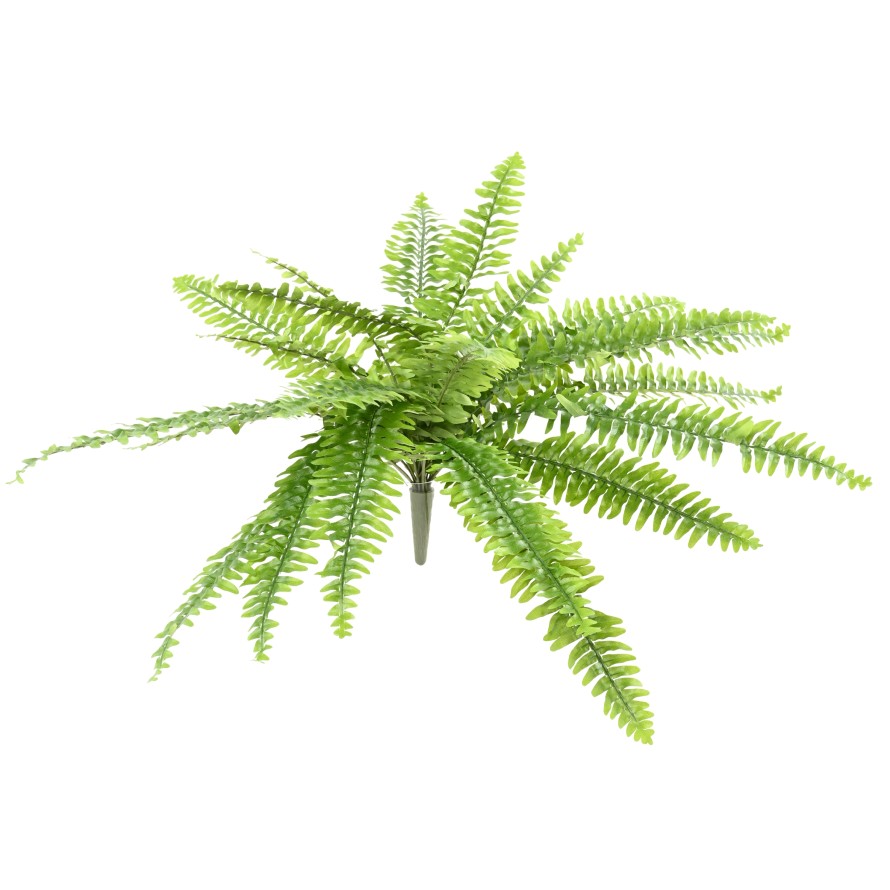 BOSTON FERN