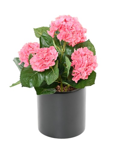 HORTENSIA PLANT 5T