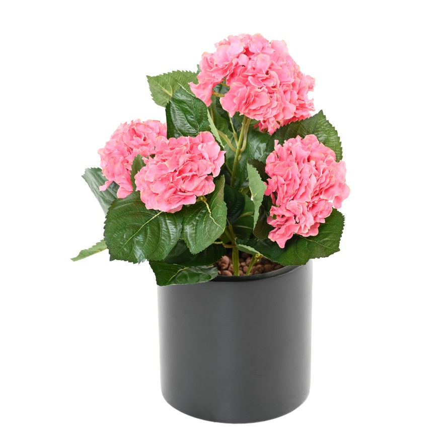 HORTENSIA PLANT 5T