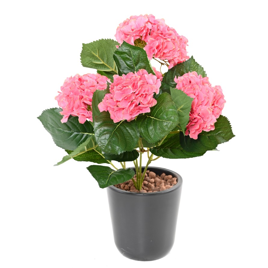 HORTENSIA PLANT 5T