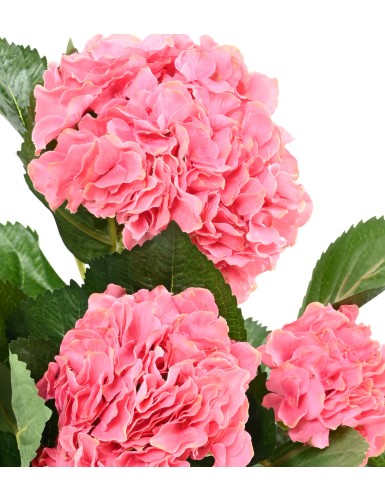 HORTENSIA PLANT 5T