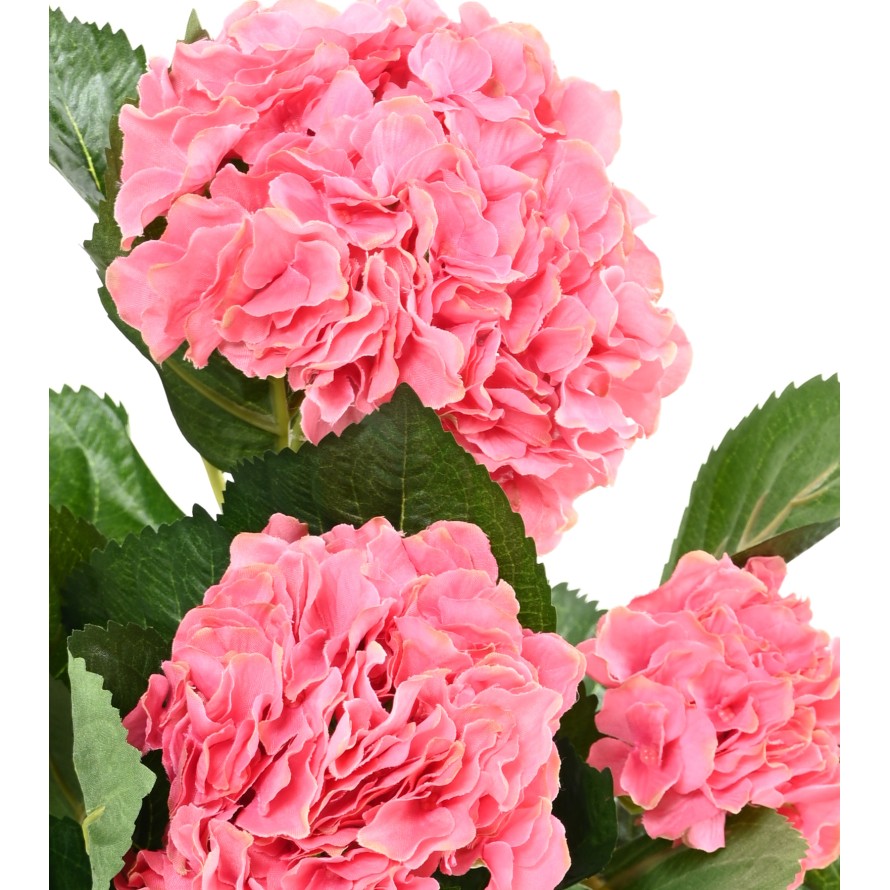 HORTENSIA PLANT 5T