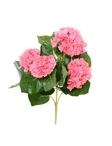 HORTENSIA PLANT 5T