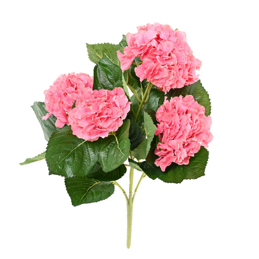 HORTENSIA PLANT 5T