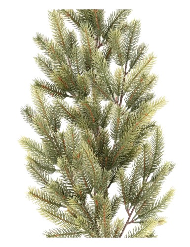 PINE BRANCH