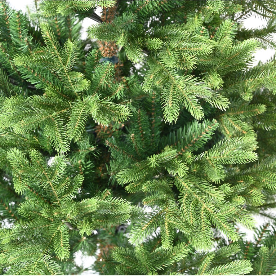 NORDMANN FIR