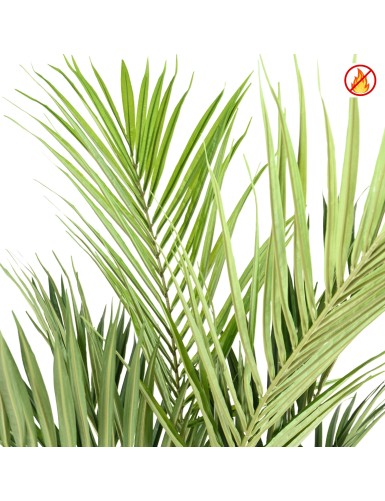 KENTIA ROYAL FR - Fire Resistant