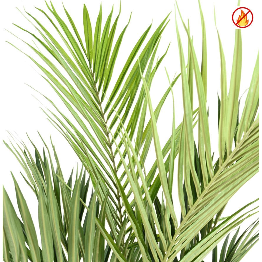 KENTIA ROYAL FR - Fire Resistant