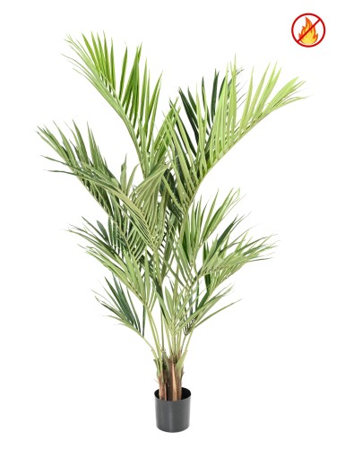 KENTIA ROYAL FR - Fire Resistant