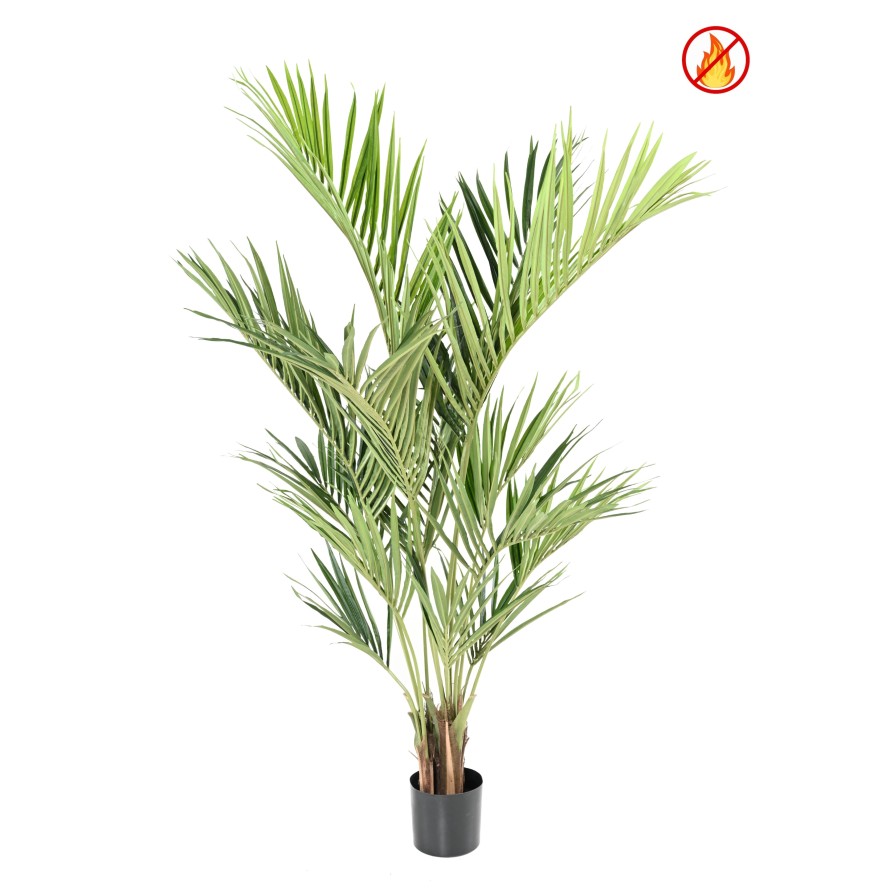 KENTIA ROYAL FR - Fire Resistant