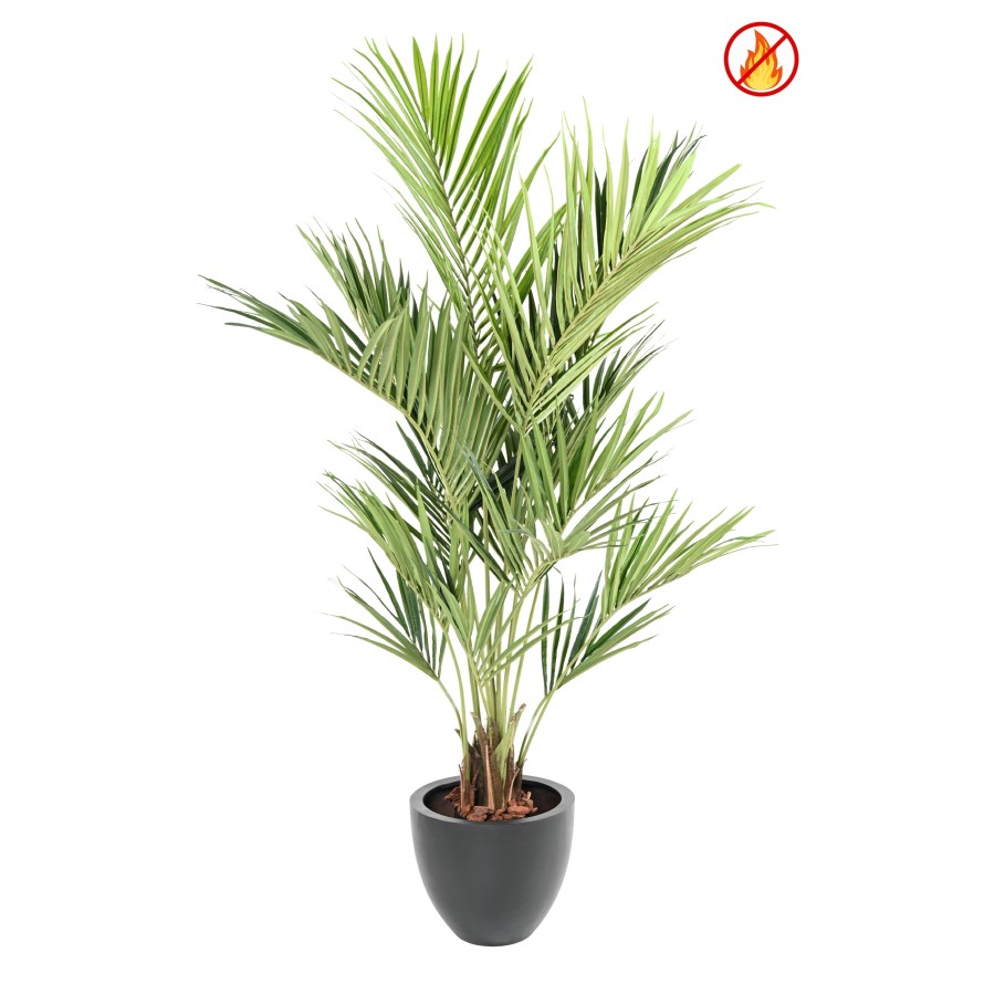 KENTIA ROYAL FR - Fire Resistant