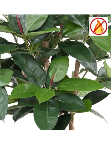 FICUS ELASTICA BUISSON (Rubber plant multitree) FR - Fire Resistant