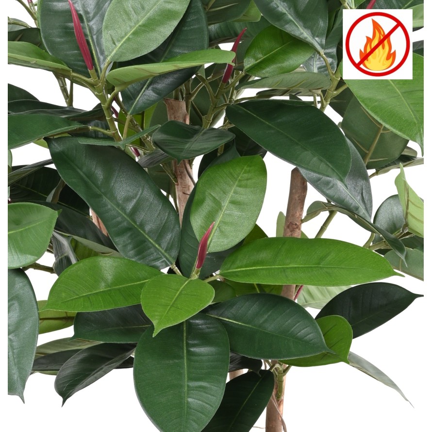 FICUS ELASTICA BUISSON (Rubber plant multitree) FR - Fire Resistant