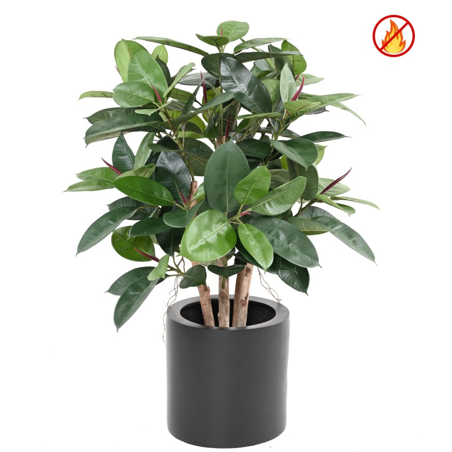 FICUS ELASTICA BUISSON (Rubber plant multitree) FR - Fire Resistant