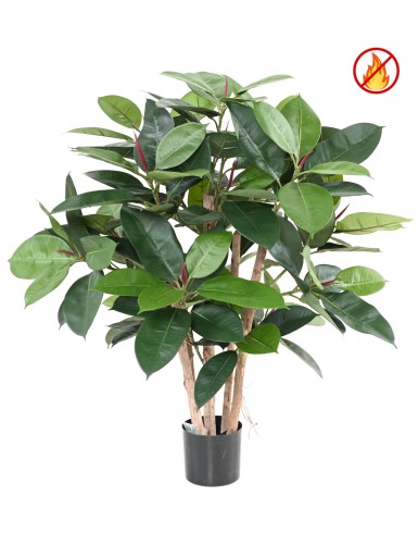 FICUS ELASTICA BUISSON...