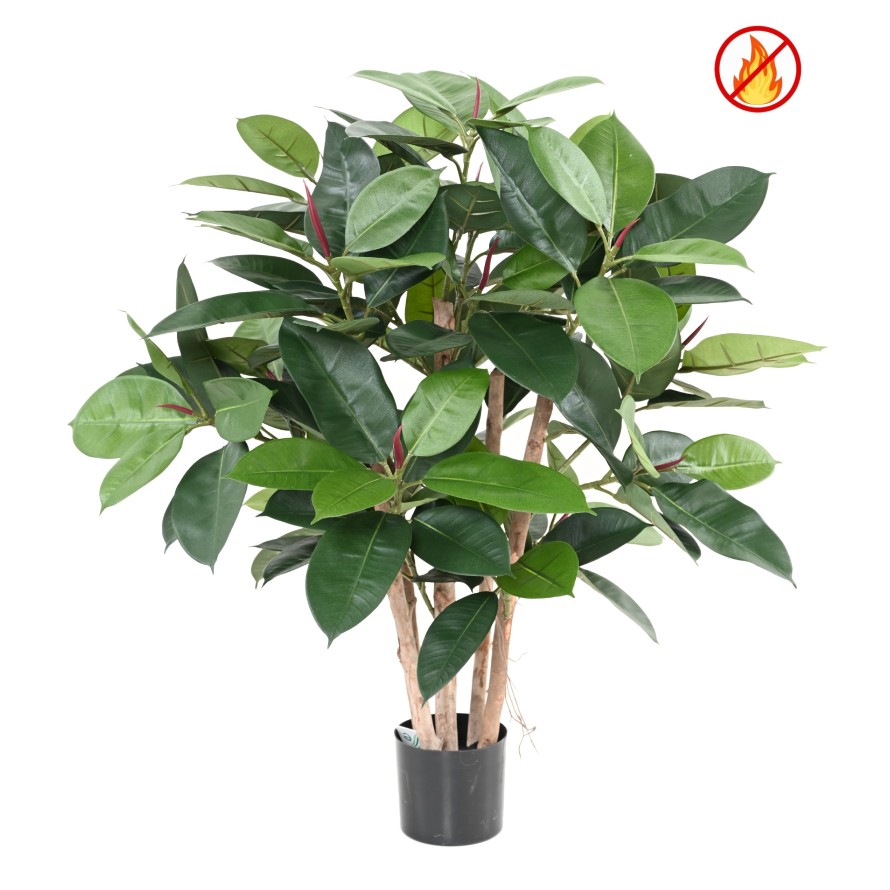 FICUS ELASTICA BUISSON (Rubber plant multitree) FR - Fire Resistant