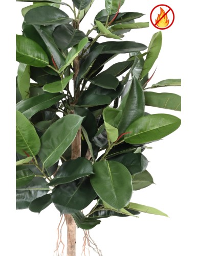 FICUS ELASTICA (Rubber plant tree) FR - Fire Resistant