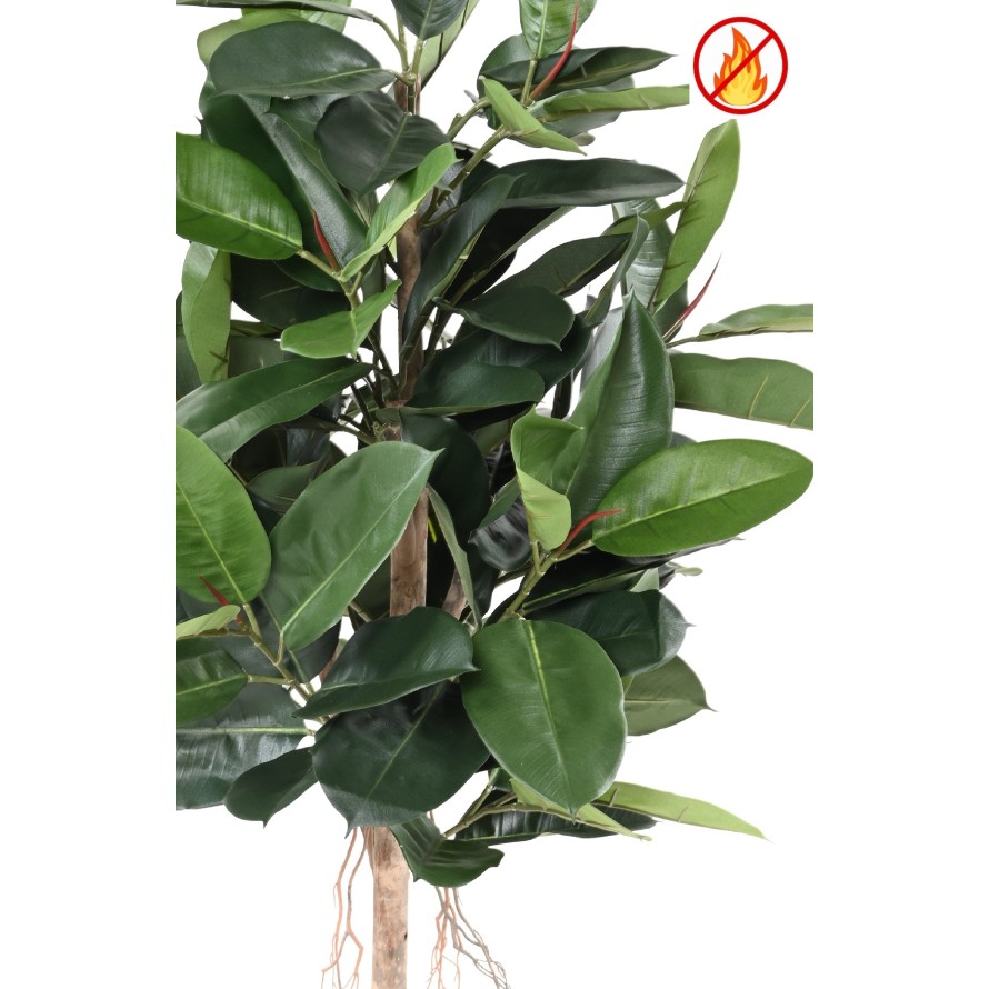 FICUS ELASTICA (Rubber plant tree) FR - Fire Resistant