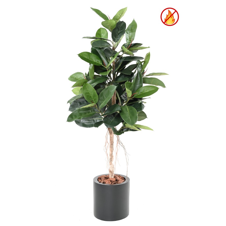 FICUS ELASTICA (Rubber plant tree) FR - Fire Resistant