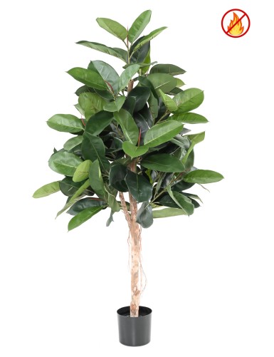 FICUS ELASTICA (Rubber plant tree) FR - Fire Resistant