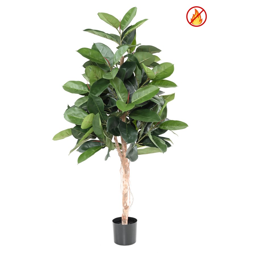 FICUS ELASTICA (Rubber plant tree) FR - Fire Resistant