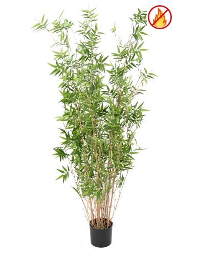 BAMBOO MULTITREE ORIENTAL FR - Fire Resistant