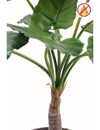 ALOCASIA CALIDORA FR - Fire Resistant