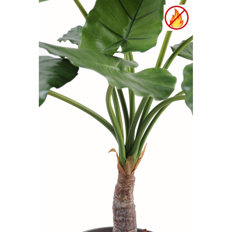 ALOCASIA CALIDORA FR - Fire Resistant