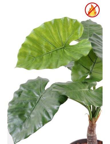 ALOCASIA CALIDORA FR - Fire Resistant