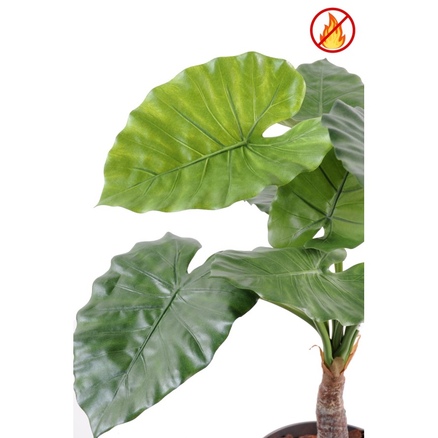 ALOCASIA CALIDORA FR - Fire Resistant