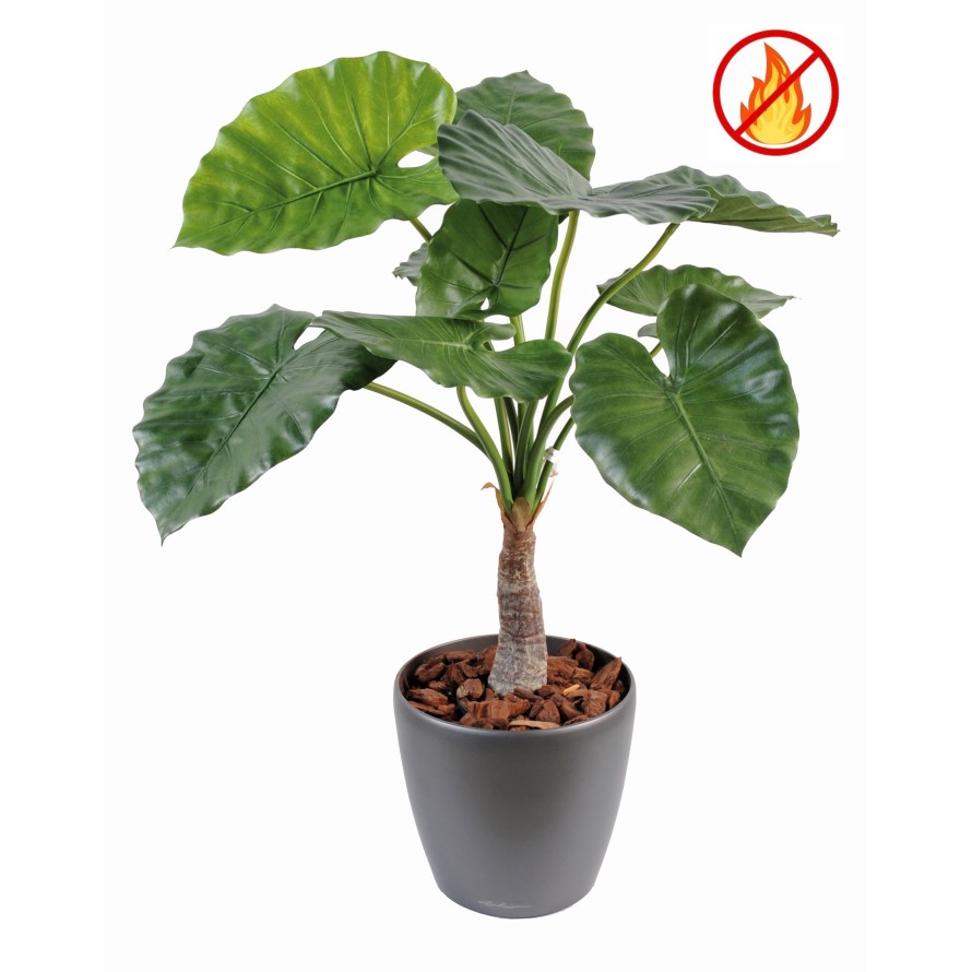 ALOCASIA CALIDORA FR - Fire Resistant