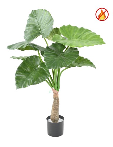 ALOCASIA CALIDORA FR - Fire Resistant